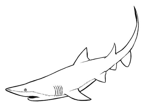 Nurse Shark Coloring Page